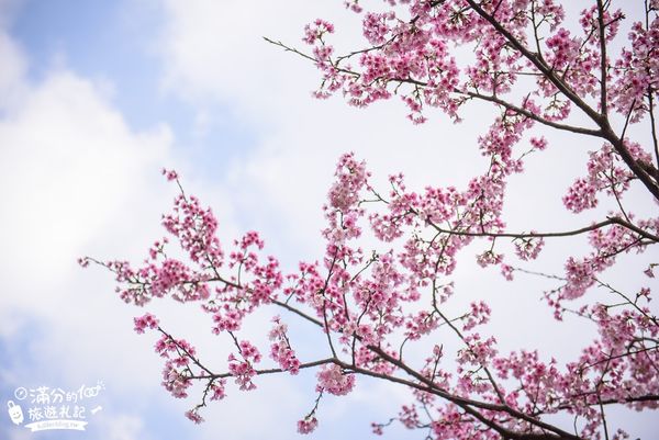 ▲▼2024三峽景點一日遊，TOP10三峽景點推薦，老街、大板根森林、逛茶園泡美人湯順遊攻略。（圖／滿分提供）