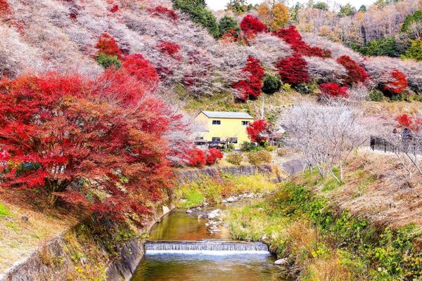 ▲▼日本小原四季櫻。（圖／KKday提供）