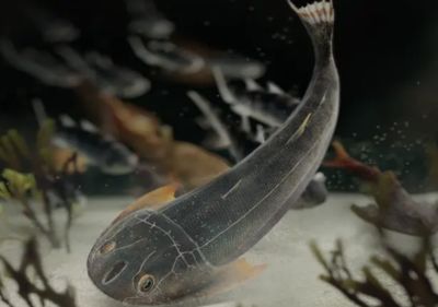 重慶無頷魚化石發現「人類四肢進化」線索　「腹側鰭褶」是關鍵