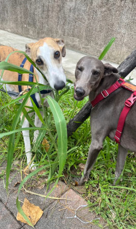 彭于晏為愛犬慶生。（圖／翻攝自IG@nebbiolloxin）