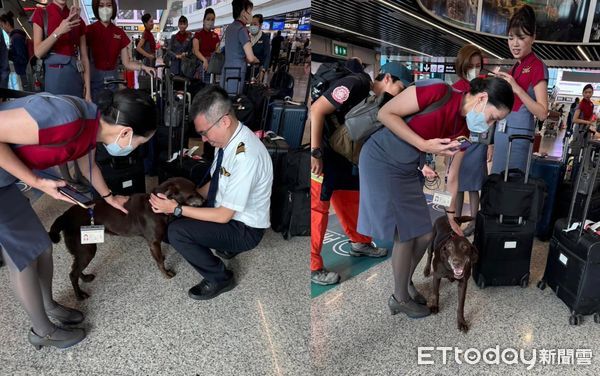 ▲搜救犬。（圖／粉專「社團法人台灣偵搜犬協會Taiwan Detection Dog Association」提供，請勿隨意翻拍，以免侵權。）