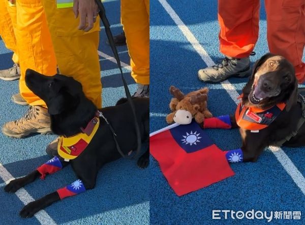 ▲搜救犬。（圖／粉專「社團法人台灣偵搜犬協會Taiwan Detection Dog Association」提供，請勿隨意翻拍，以免侵權。）