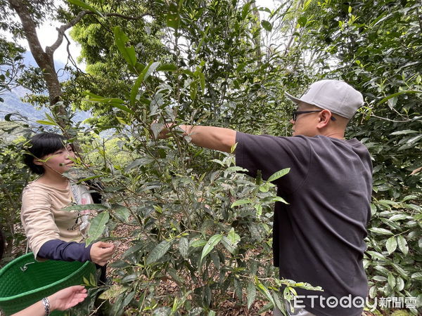 ▲仁愛鄉賽德克族人至高雄六龜參訪臺灣山茶栽植環境及當地產銷作業。（圖／記者高堂堯翻攝）