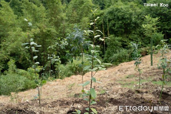 ▲百名員工「親手栽種200珠植物」綠化環境　營造野生動物綠色廊道（圖／台北市立動物園提供）