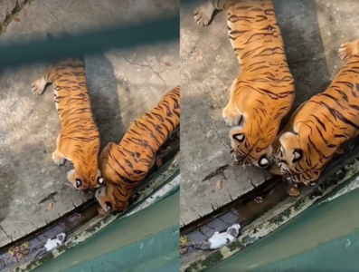 柔佛動物園小貓掉進老虎欄舍　2頭老虎逼近猛盯遊客看得超挫