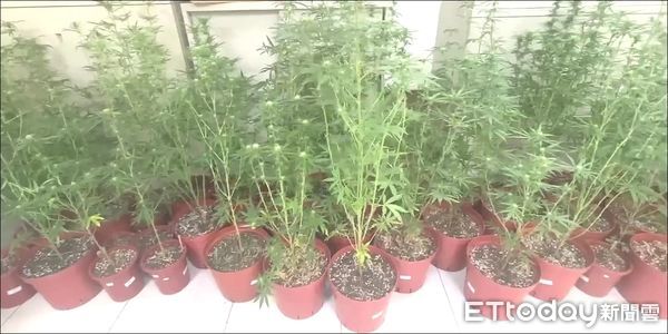 ▲▼張男自學在租屋處種植大麻，還分享給陳男在墓園種植。（圖／記者陸運陞翻攝）