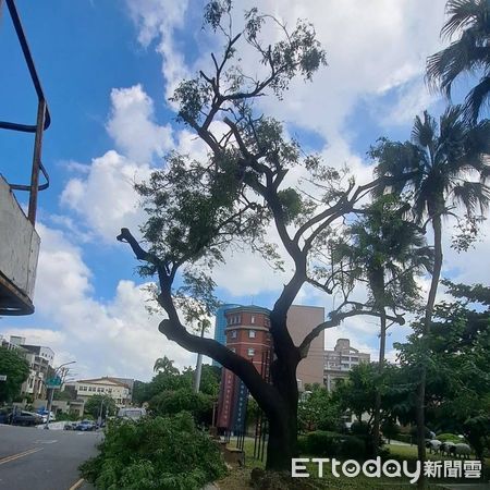 ▲台南市定古蹟原台南縣知事官邸前苦楝樹內側粗幹吹斷，文化局請專業人員進行修剪護。（圖／記者林東良翻攝，下同）