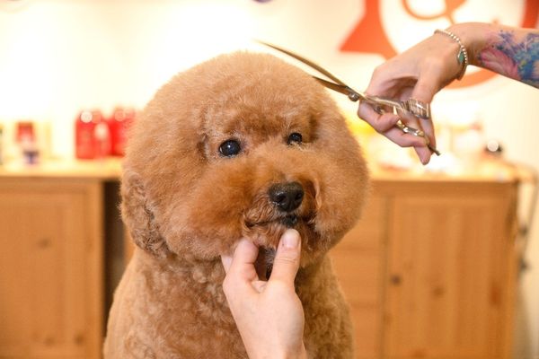 國際寵物美容大師講座 11月強勢登台（圖／亞洲動物醫療協會提供）