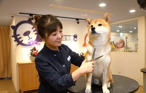 國際寵物美容大師講座 11月強勢登台（圖／亞洲動物醫療協會提供）