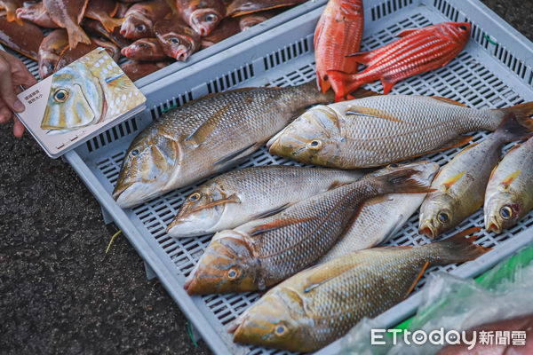 ▲▼澎湖第三漁港的澎湖魚市場，漁獲。（圖／記者蔡玟君攝）