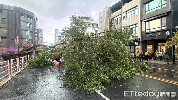 ▲▼路樹倒塌。（圖／記者吳世龍攝）