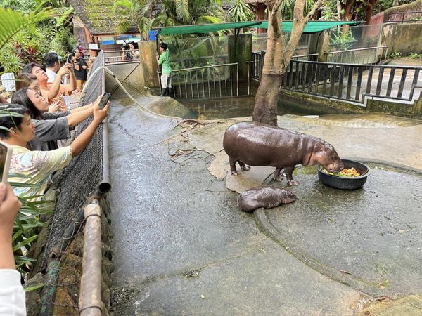 侏儒河馬彈跳豬被潑水。（圖／翻攝自Khao Kheow Open Zoo）