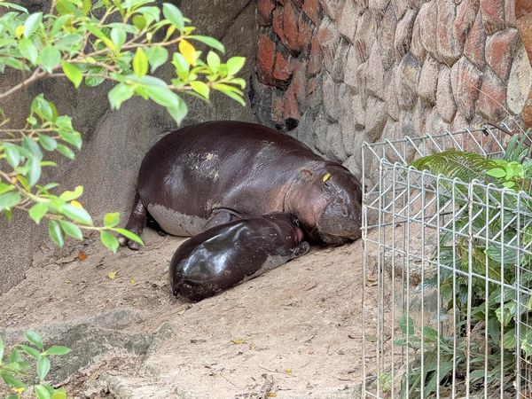 侏儒河馬彈跳豬被潑水。（圖／翻攝自Khao Kheow Open Zoo）