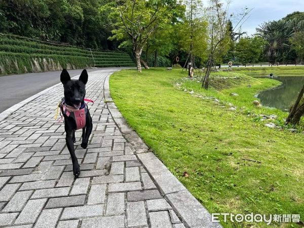 珠式會社狗狗們。（圖／珠式會社志工吳鳳珠提供）