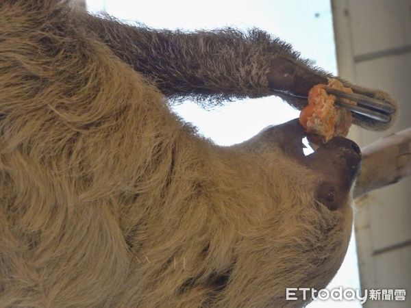 ▲巧手雕印動物頑皮世界中秋月餅限量不發售，遊客跟著保育員，親手將客製月餅送給動物吃。（圖／記者林東良翻攝，下同）