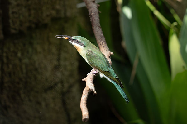 栗喉蜂虎。（圖／台北市立動物園提供）