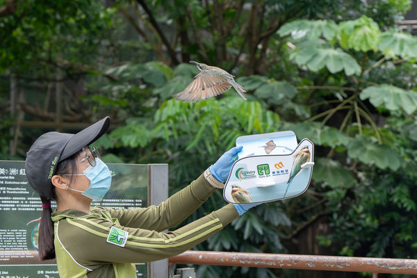 栗喉蜂虎。（圖／台北市立動物園提供）