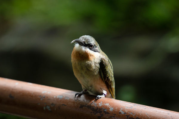 栗喉蜂虎。（圖／台北市立動物園提供）