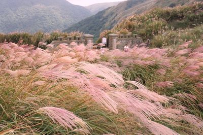 「陽明山賞芒1日遊」明起開放報名