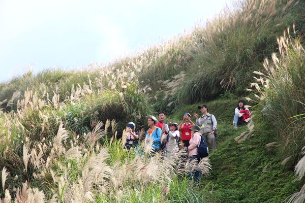 ▲陽明山古道秋芒。（圖／陽管處提供）