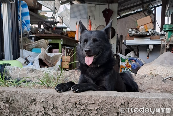 ▲菜苗種好！黑狗跳進「狂挖燦笑」　飼主傻眼：養到務農犬該哭該笑（圖／網友Anita Chen提供，請勿隨意翻拍，以免侵權。）