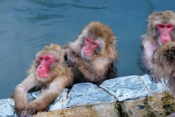 ▲▼北海道函館市熱帶植物園，冬天欣賞彌猴泡溫泉秀，交通方式及門票費用介紹。（圖／飛天璇提供）