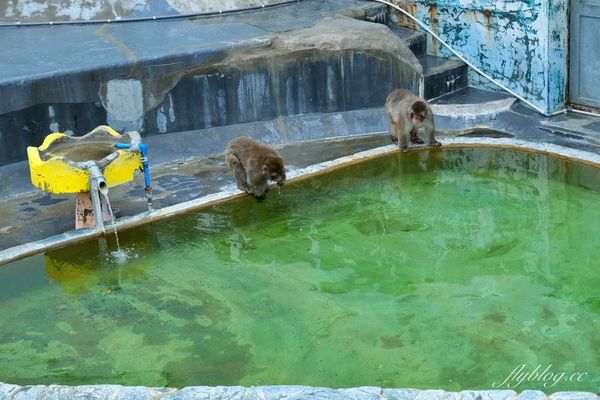 ▲▼北海道函館市熱帶植物園，冬天欣賞彌猴泡溫泉秀，交通方式及門票費用介紹。（圖／飛天璇提供）