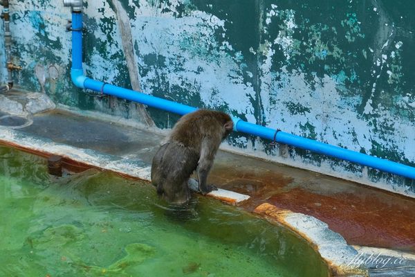 ▲▼北海道函館市熱帶植物園，冬天欣賞彌猴泡溫泉秀，交通方式及門票費用介紹。（圖／飛天璇提供）