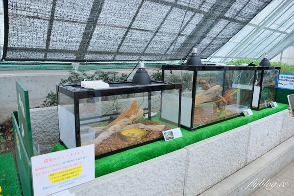 ▲▼北海道函館市熱帶植物園，冬天欣賞彌猴泡溫泉秀，交通方式及門票費用介紹。（圖／飛天璇提供）