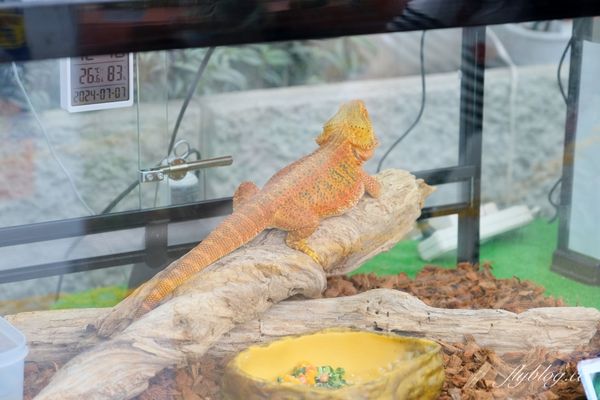 ▲▼北海道函館市熱帶植物園，冬天欣賞彌猴泡溫泉秀，交通方式及門票費用介紹。（圖／飛天璇提供）