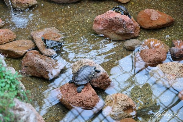 ▲▼北海道函館市熱帶植物園，冬天欣賞彌猴泡溫泉秀，交通方式及門票費用介紹。（圖／飛天璇提供）