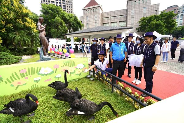 ▲生下15隻寶寶！黑天鵝家族入厝豐樂公園新家　可近距離欣賞萌樣（圖／台中市政府建設局提供）