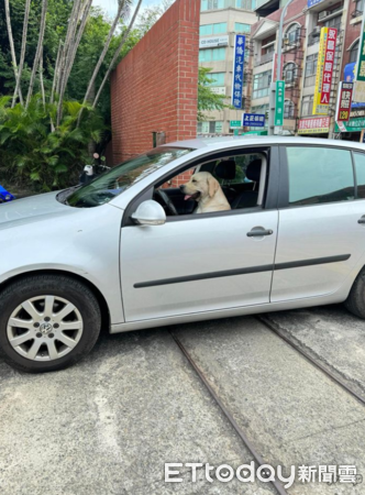 ▲路過監理站...驚見「狗駕駛」開車停路中　她嚇到：表情一本正經（圖／吳小姐提供，請勿隨意翻拍，以免侵權。）