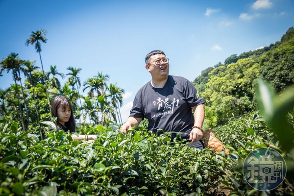 天芳茶行的茶園採有機種植，三峽特有種青心柑仔每7-10天就可以採摘一次，茶期長。青農黃耀寬（右）、林孟諭（左）夫妻為活化老茶園，還推出採茶、製茶體驗遊程。