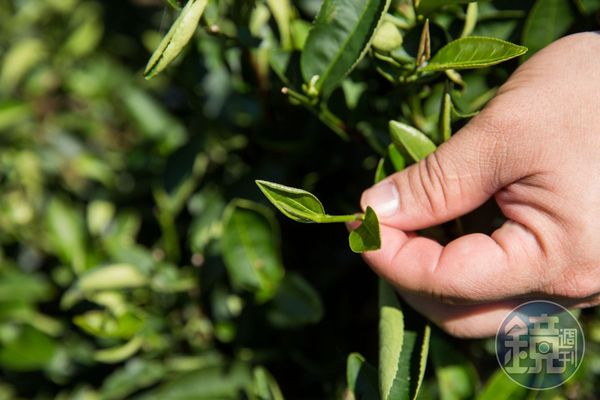 台灣十大名茶裡的碧螺春，是綠茶中的極品。採用青心柑仔7日內1心2葉的嫩芽製成，其乾茶外觀碧綠、芽尖帶著白毫，聞起來帶有清香，沖泡後喝起來滋味鮮活爽口。