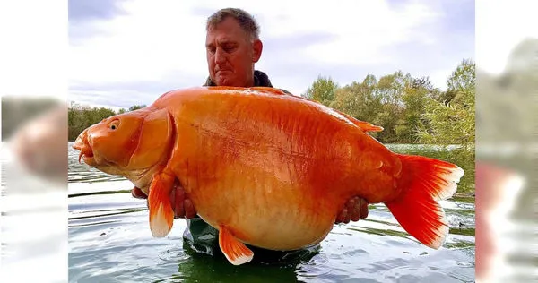 法國高人氣鯉魚「胡蘿蔔」已離世。（圖／翻攝自臉書／Bluewater Lakes）