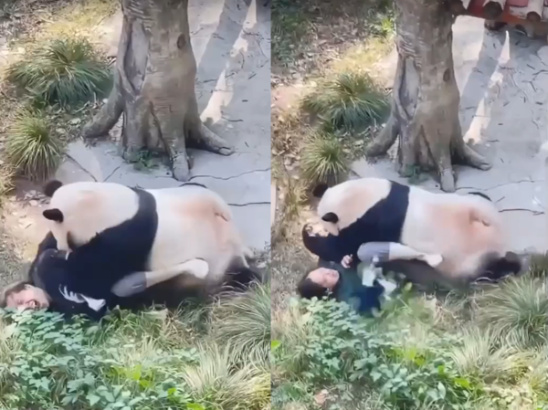 大貓熊丁丁撲倒飼養員。（圖／翻攝自小紅書@動物員情報站、重慶動物園微博）