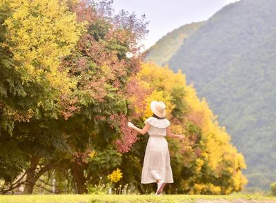 埔里河堤旁「欒樹秘境」如金黃大道