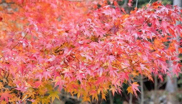 ▲▼日本鳥取智頭紅葉，智頭町紅葉名所因幡古街，700年諏訪神社、日本最美麗的村莊聯盟成員之一             。（圖／小虎提供）