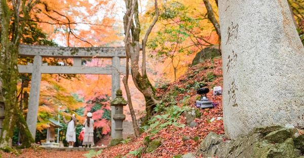 ▲▼日本鳥取智頭紅葉，智頭町紅葉名所因幡古街，700年諏訪神社、日本最美麗的村莊聯盟成員之一             。（圖／小虎提供）