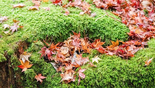 ▲▼日本鳥取智頭紅葉，智頭町紅葉名所因幡古街，700年諏訪神社、日本最美麗的村莊聯盟成員之一             。（圖／小虎提供）