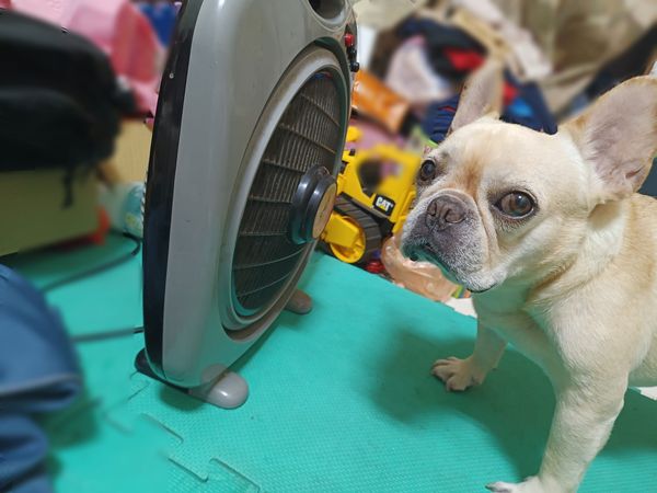 法國鬥牛犬超端正Ａ型便便。（圖／有點毛毛的／飼主周瑋庭投稿）