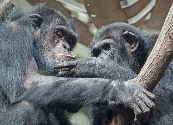 ▲▼波蘭動物園的2隻西部黑猩猩（western chimpanzee）。（圖／達志影像／美聯社）