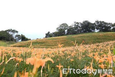 花蓮金針花季至10 /13　旅宿優惠再抽Model 3