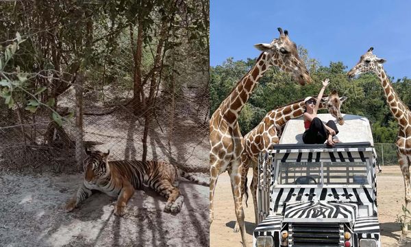 ▲▼曼谷必去三大動物園，和長頸鹿合照，小老虎近距離餵奶。（圖／ReadyGo提供）