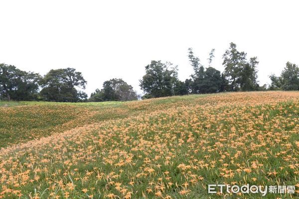 ▲▼花蓮赤科山、六十石山金燦燦的金針花海如天使的毯子般鋪滿大地。（圖／花蓮縣政府提供，下同）