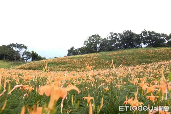 ▲▼花蓮赤科山、六十石山金燦燦的金針花海如天使的毯子般鋪滿大地。（圖／花蓮縣政府提供，下同）