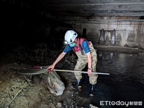 白鴨掉進9m排水溝！見人靠近「拍翅飛逃」　來回2小時累倒被送醫（圖／新北市動保處提供，請勿隨意翻拍，以免侵權。）