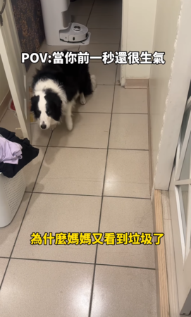 邊境牧羊犬被罵，掃地機器人救了牠。（圖／IG@nini_chang0720提供）