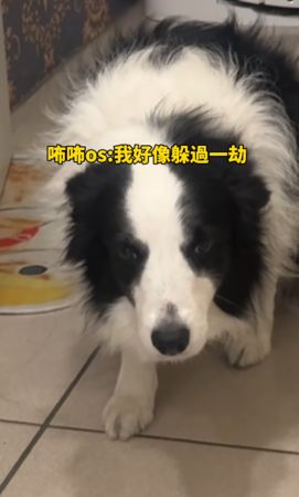 邊境牧羊犬被罵，掃地機器人救了牠。（圖／IG@nini_chang0720提供）